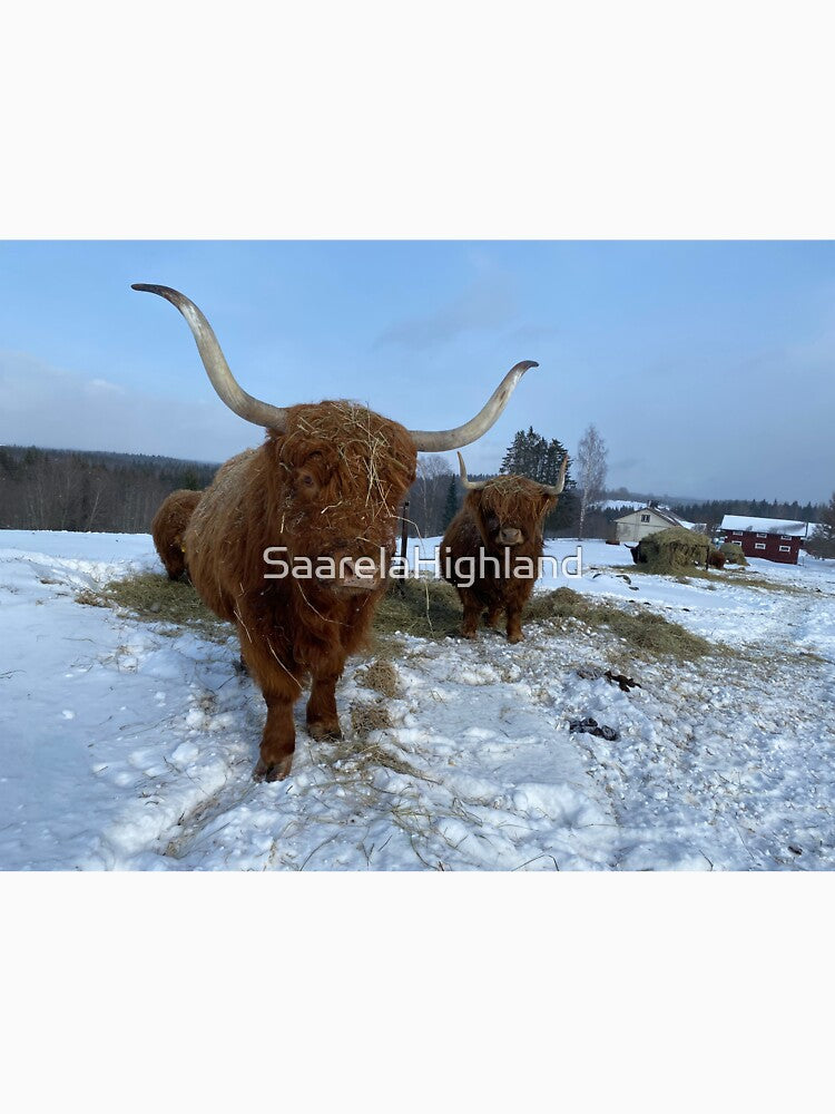 Scottish Highland Cattle Cow 3270 by SaarelaHighland