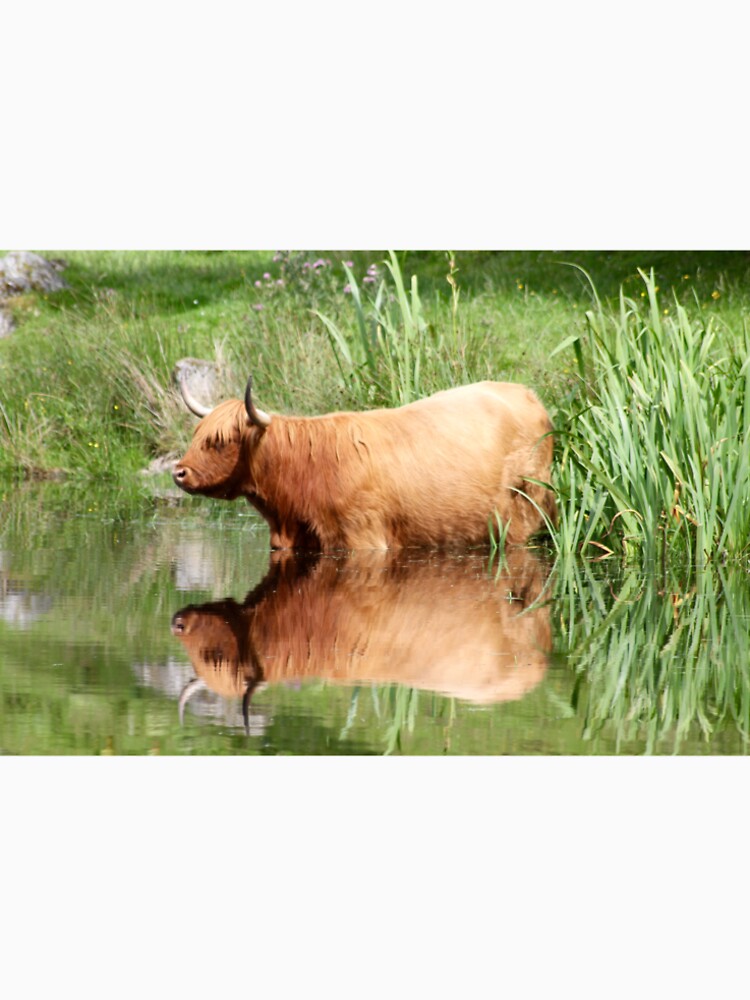 highland cow 1 by mjoffe