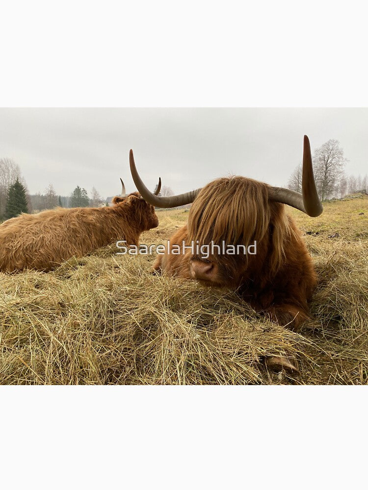 Scottish Highland Cattle Cow 3054 by SaarelaHighland