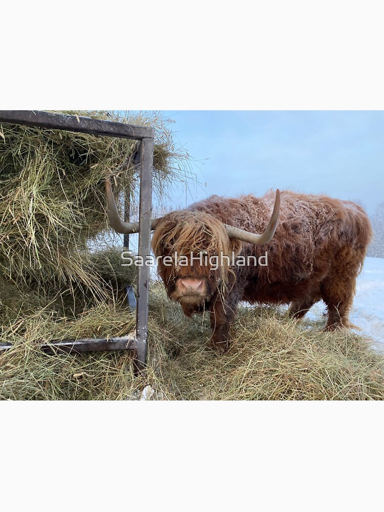 Scottish Highland Cattle Cow 3159 by SaarelaHighland