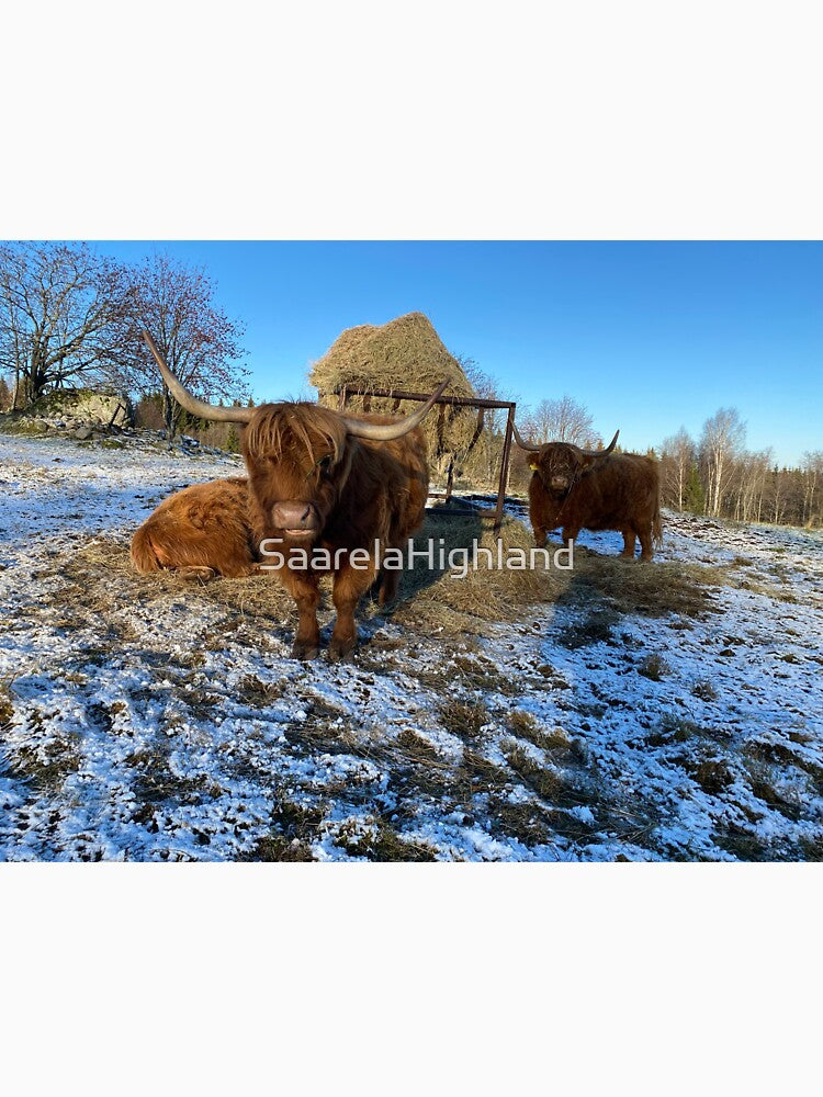 Scottish Highland Cattle Cows 3065 by SaarelaHighland