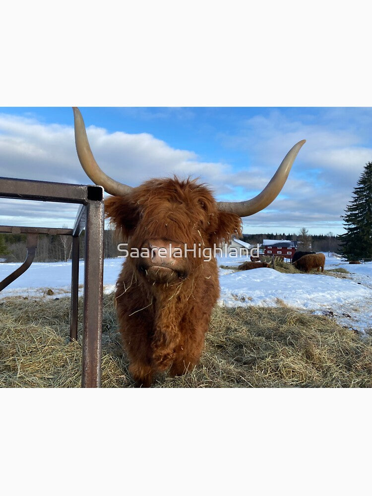 Scottish Highland Cattle Cow 3246 by SaarelaHighland