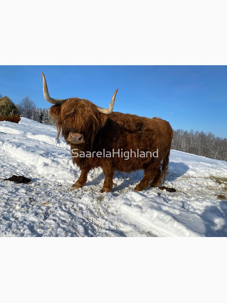 Scottish Highland Cattle Cow 3223 by SaarelaHighland