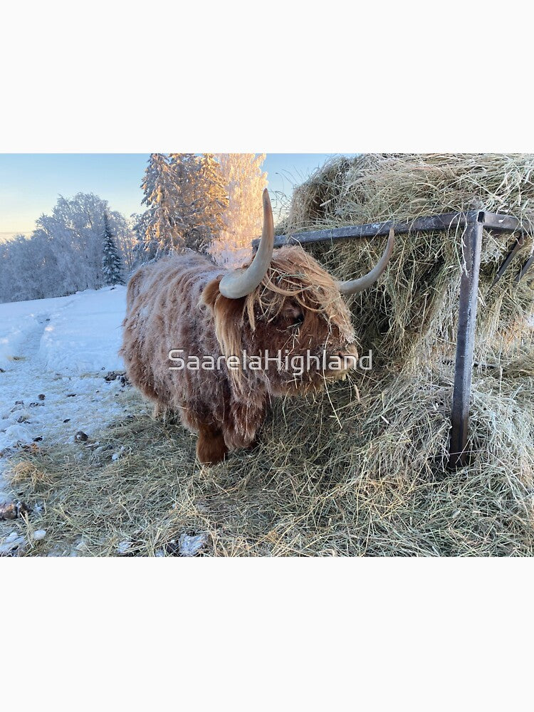 Scottish Highland Cattle Cow 3169 by SaarelaHighland