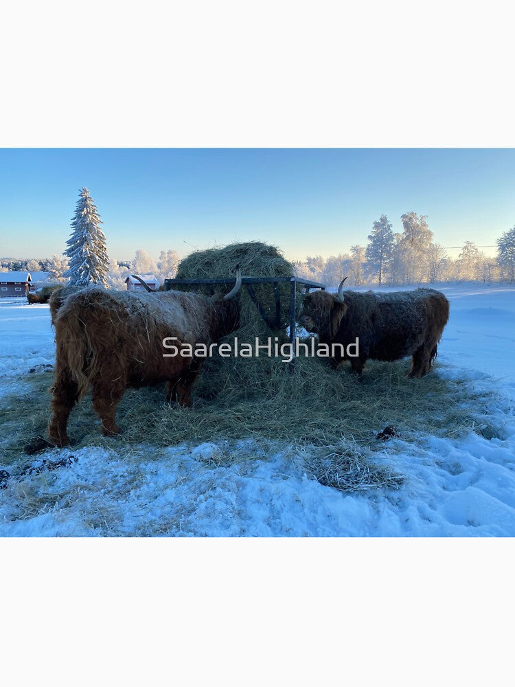 Scottish Highland Cattle Cows 3163 by SaarelaHighland