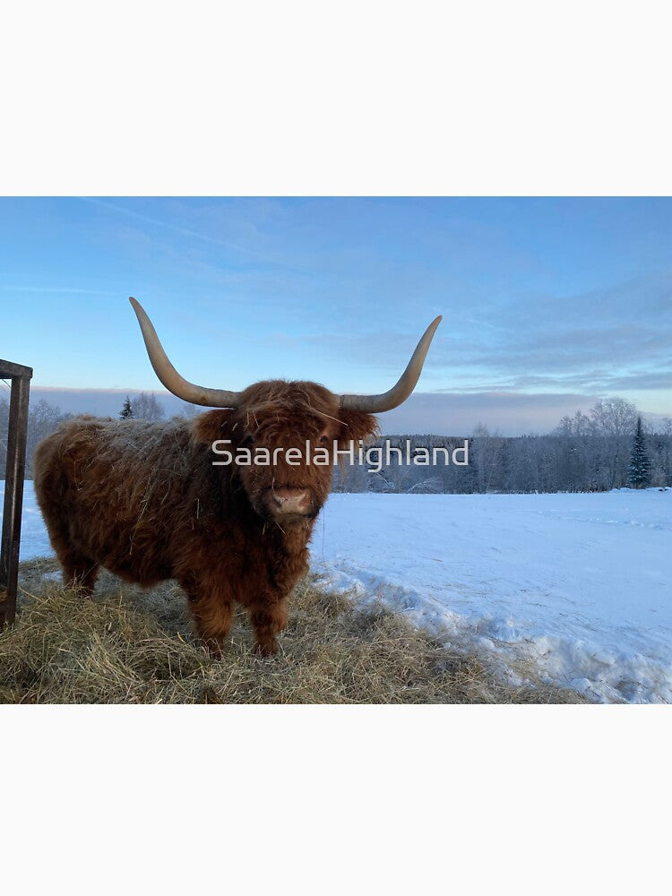 Scottish Highland Cattle Cow 3142 by SaarelaHighland