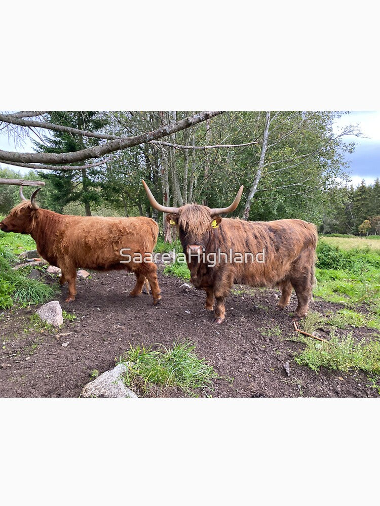 Scottish Highland Cattle Cows 2966 by SaarelaHighland