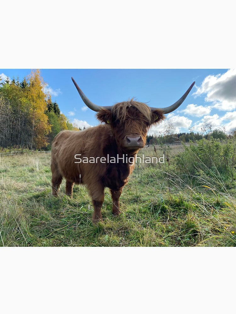 Scottish Highland Cattle Cow 2995 by SaarelaHighland