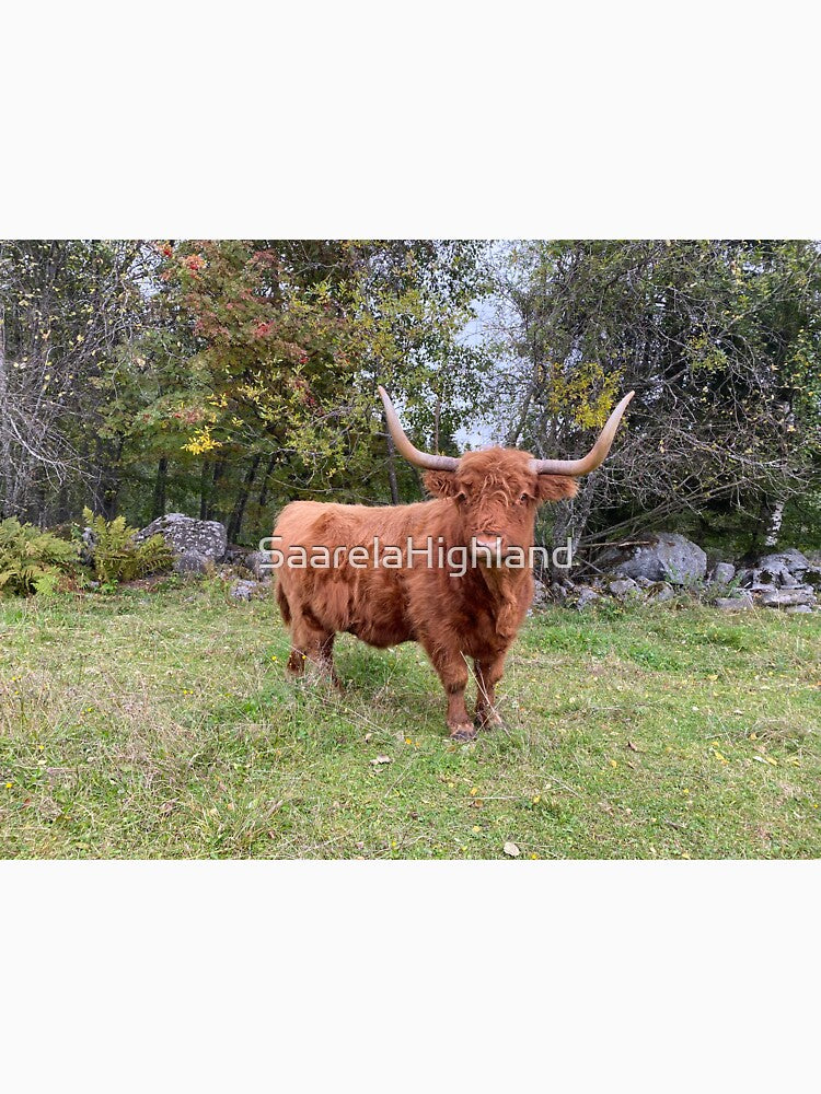 Scottish Highland Cattle Cow with big horns 2989 by SaarelaHighland