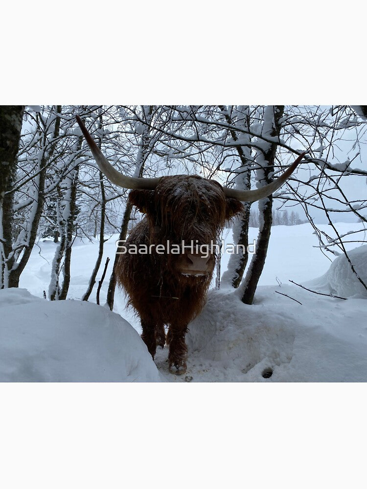 Scottish Highland Cattle Cow 3219 by SaarelaHighland