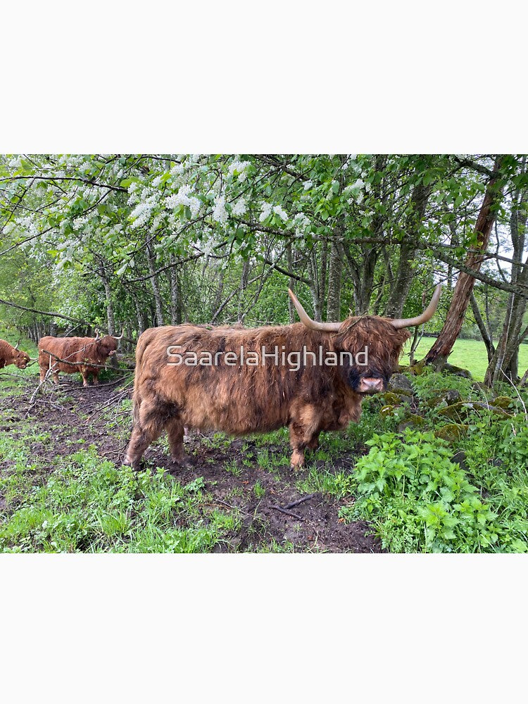 Scottish Highland Cattle Cow 2853 by SaarelaHighland