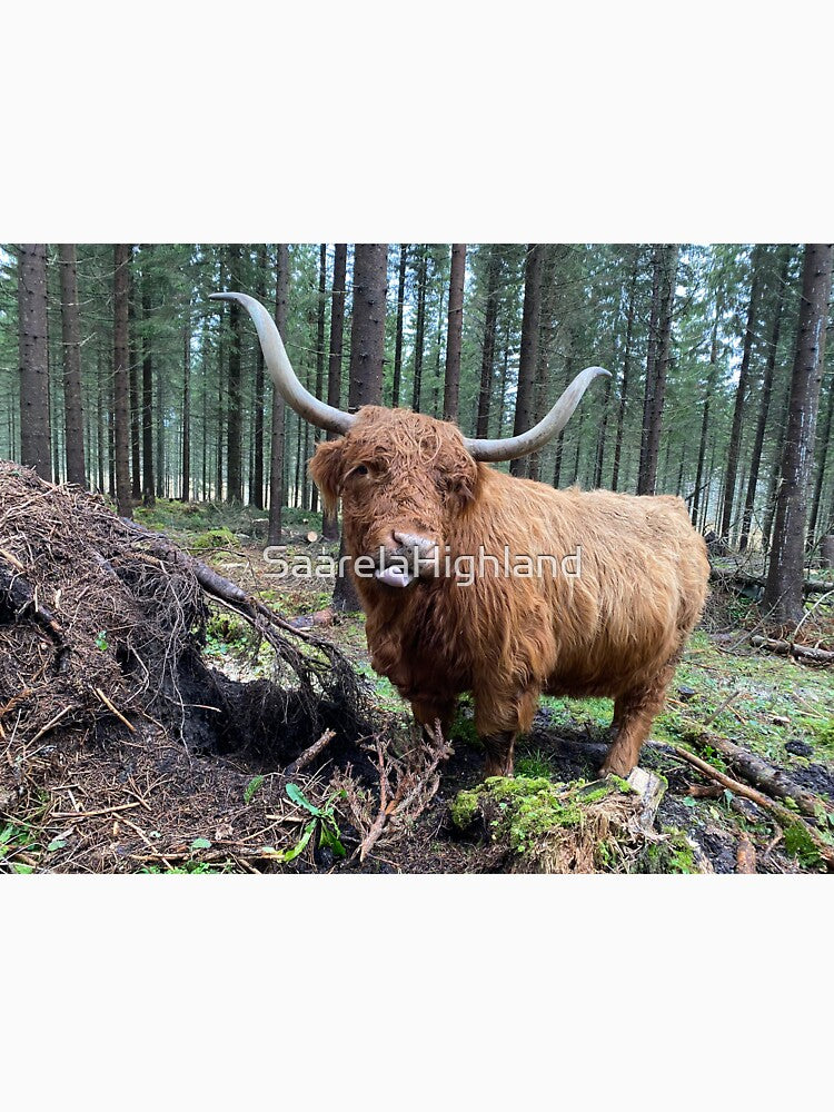 Scottish Highland Cattle Cow 3052 by SaarelaHighland