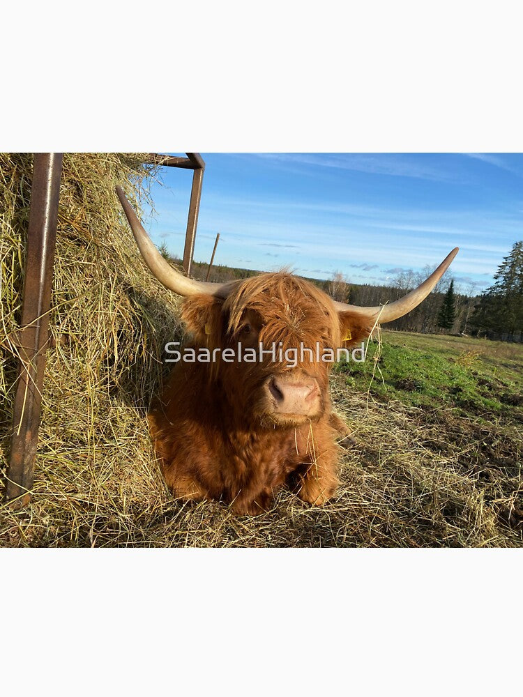 Scottish Highland Cattle Cow 3046 by SaarelaHighland