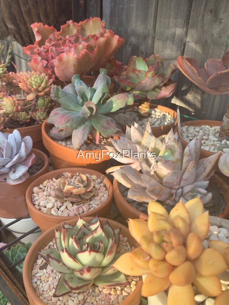 Succulent garden by Plant art