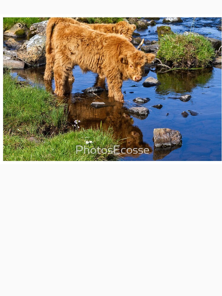 Hairy Coo Calf at Duirinish Lochalsh Scotland. by PhotosEcosse