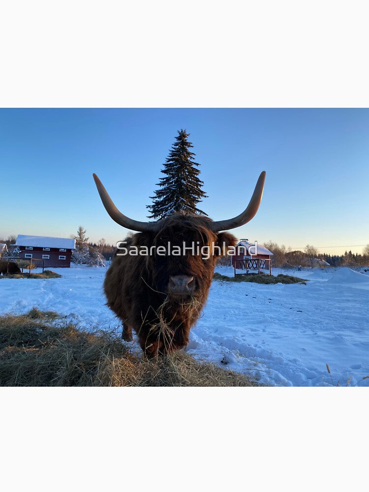 Scottish Highland Cattle Cow 3149 by SaarelaHighland