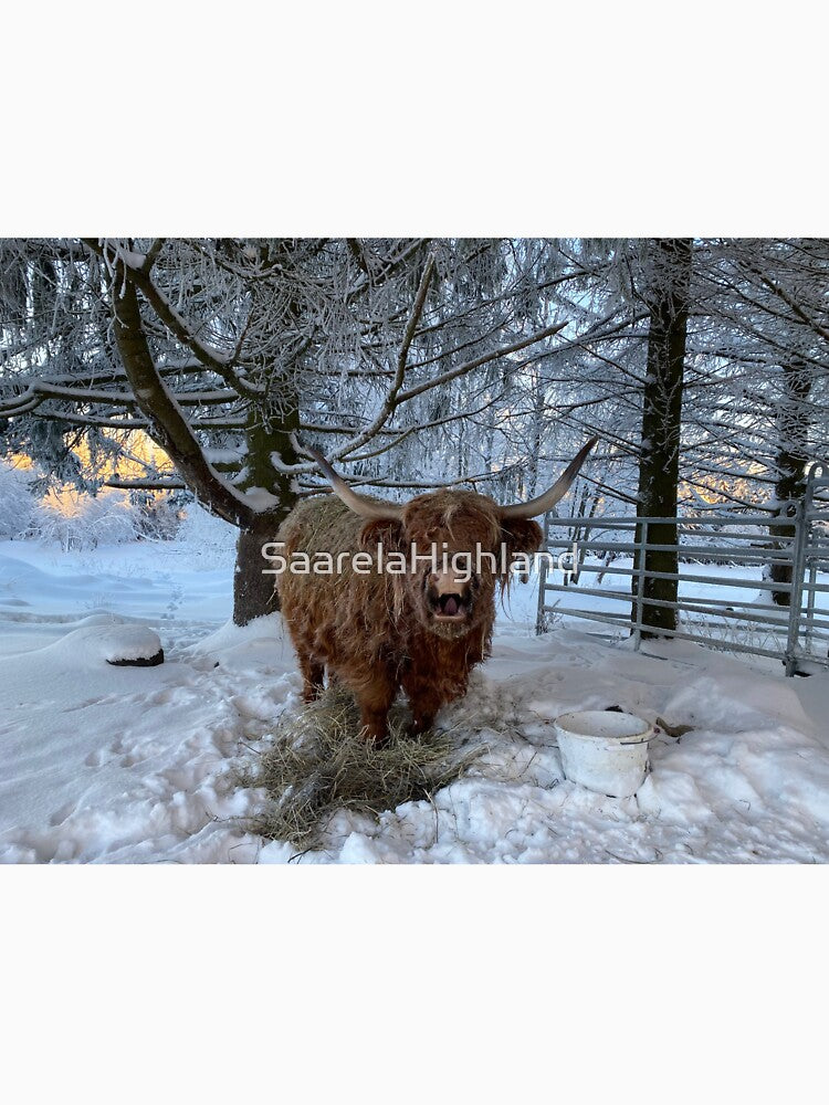 Scottish Highland Cattle Cow 3166 by SaarelaHighland