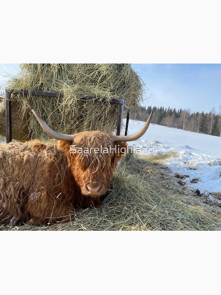 Scottish Highland Cattle Cow 3271 by SaarelaHighland
