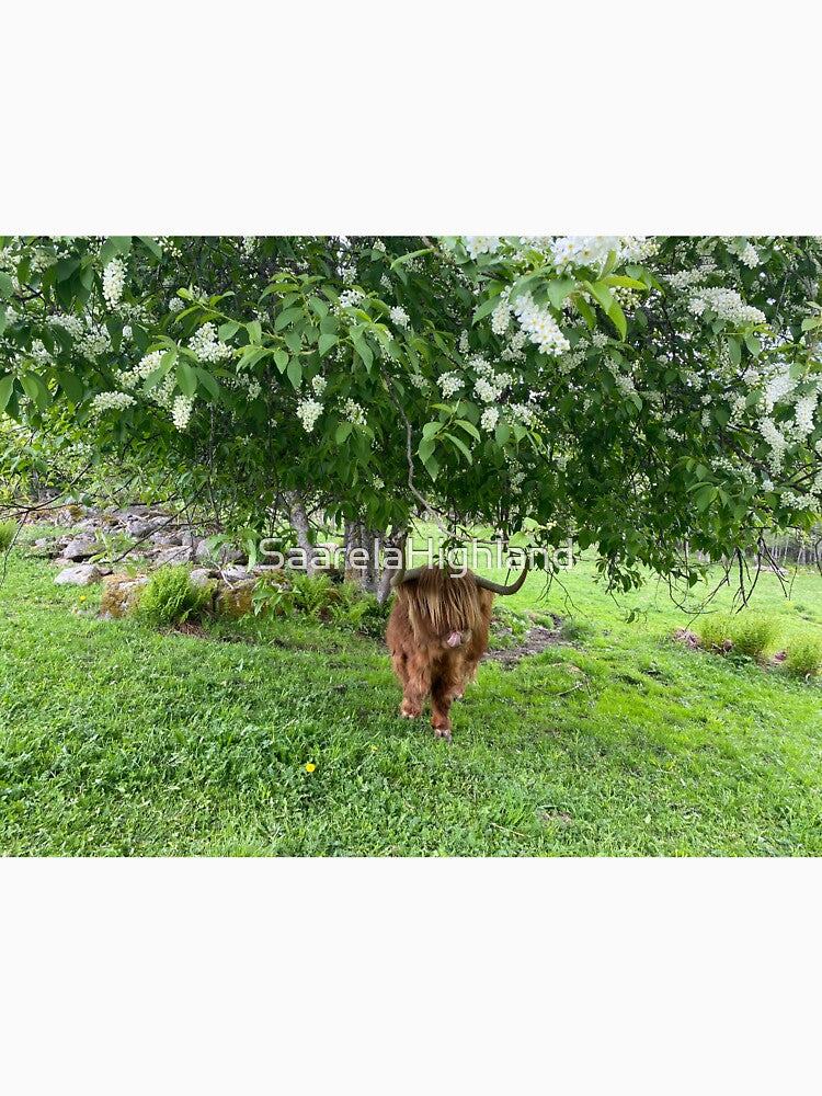 Scottish Highland Cattle Cow under a tree 3359 by SaarelaHighland