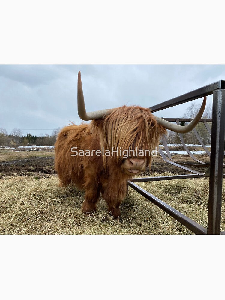 Scottish Highland Cattle Cow 3321 by SaarelaHighland
