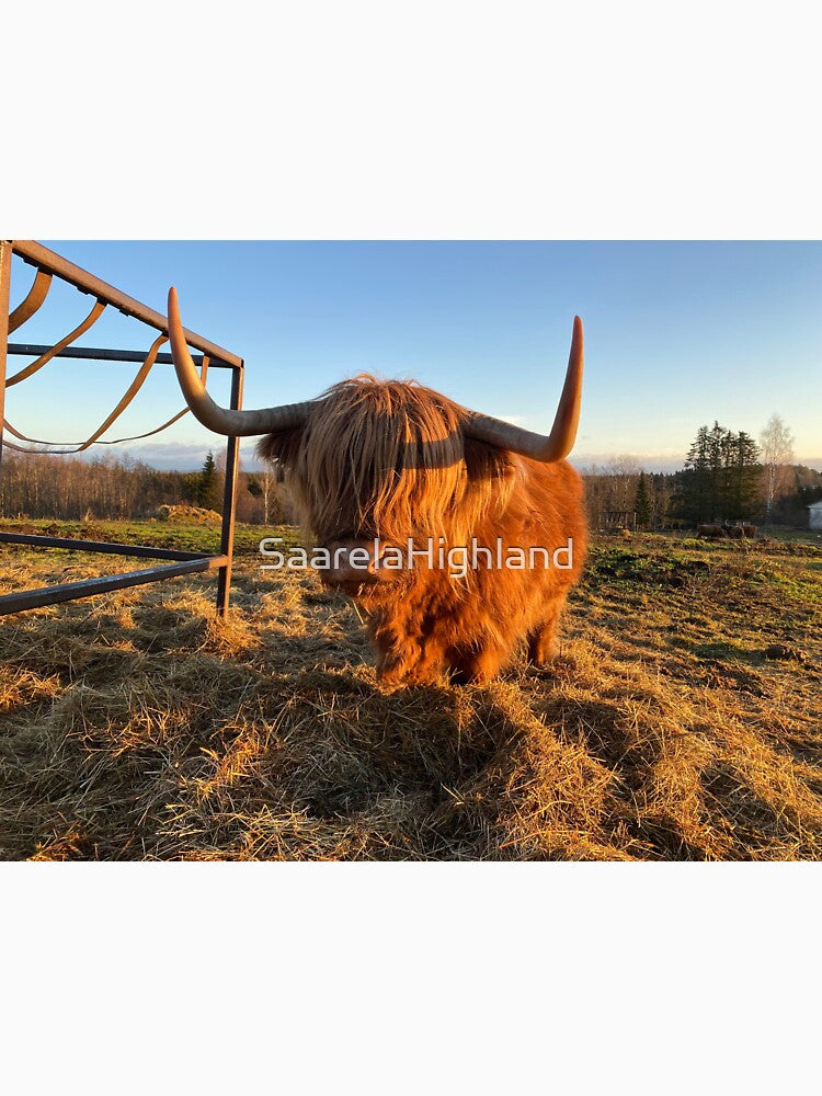 Scottish Highland Cattle Cow 3067 by SaarelaHighland