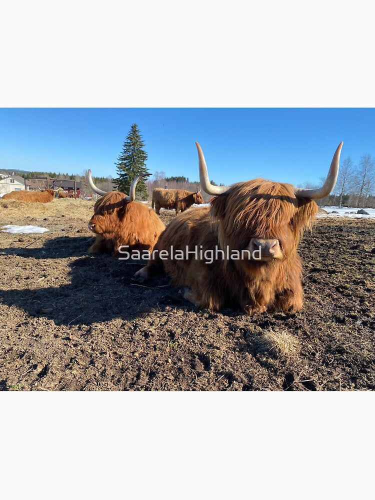 Scottish Highland Cattle Cows 3303 by SaarelaHighland