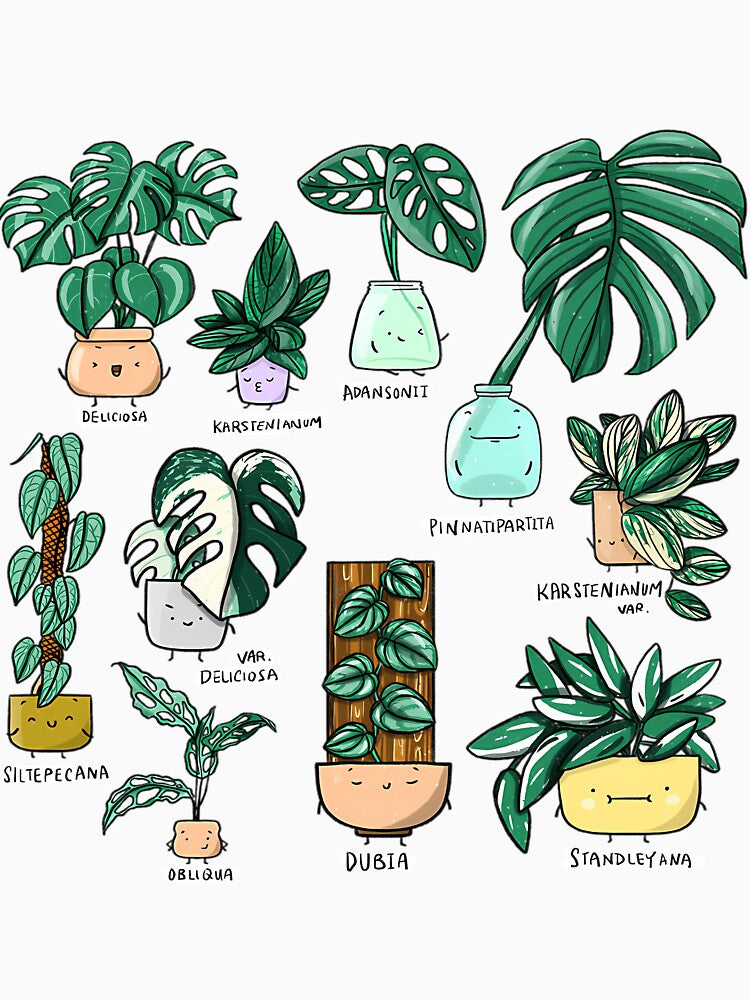 Monstera Family Cute Plants by afypgzcstc8