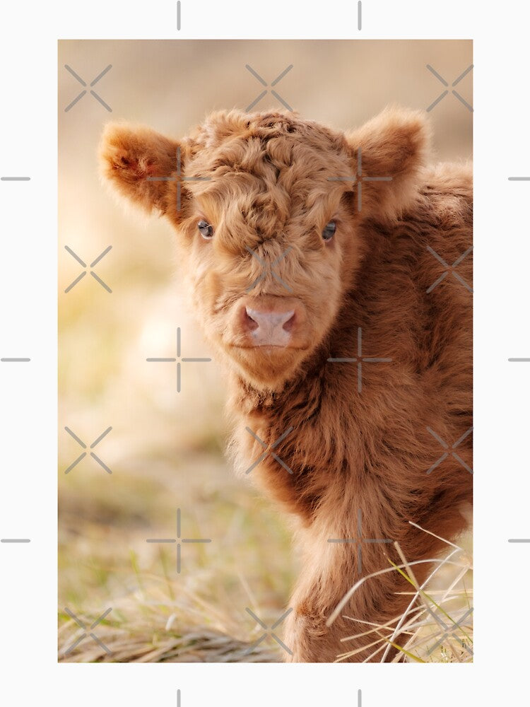 Baby Scottish Highlander Photo | Animal Photography | Fluffy Scottish Highland Calf by Melissa Peltenburg