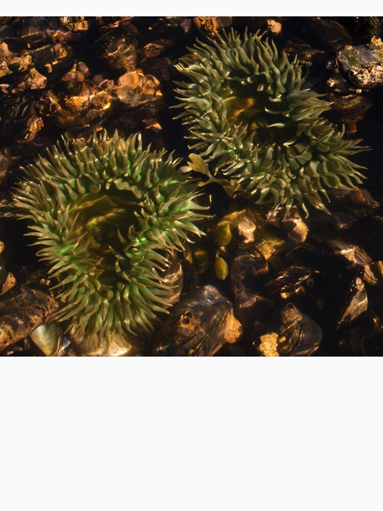Pacific Northwest Giant Green Anemone by Dorples