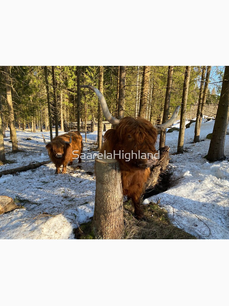 Scottish Highland Cattle Cows 3261 by SaarelaHighland