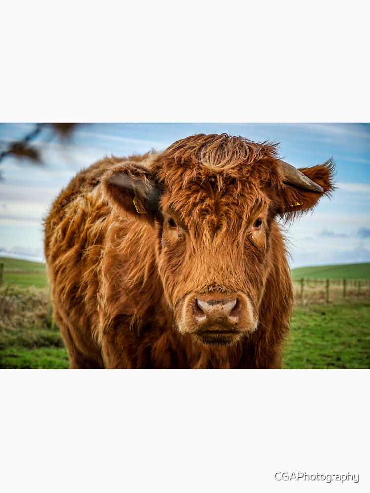 Fluffy Cow! by CGAPhotography
