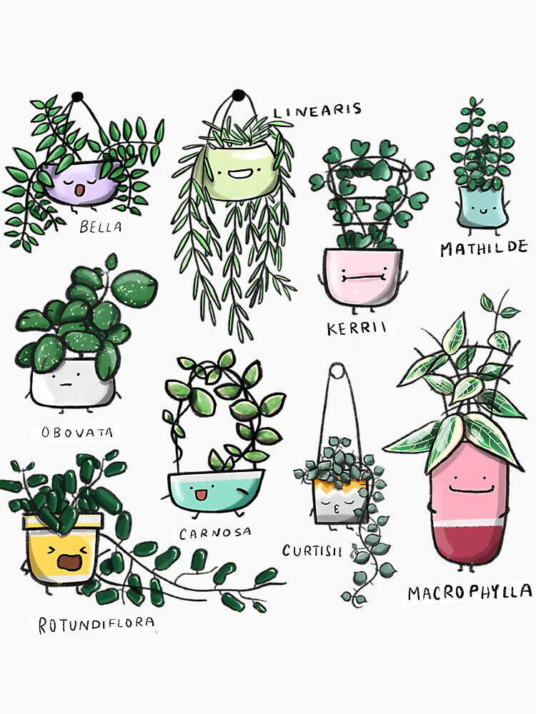 Hoya Family Houseplants by vzqygphgru86