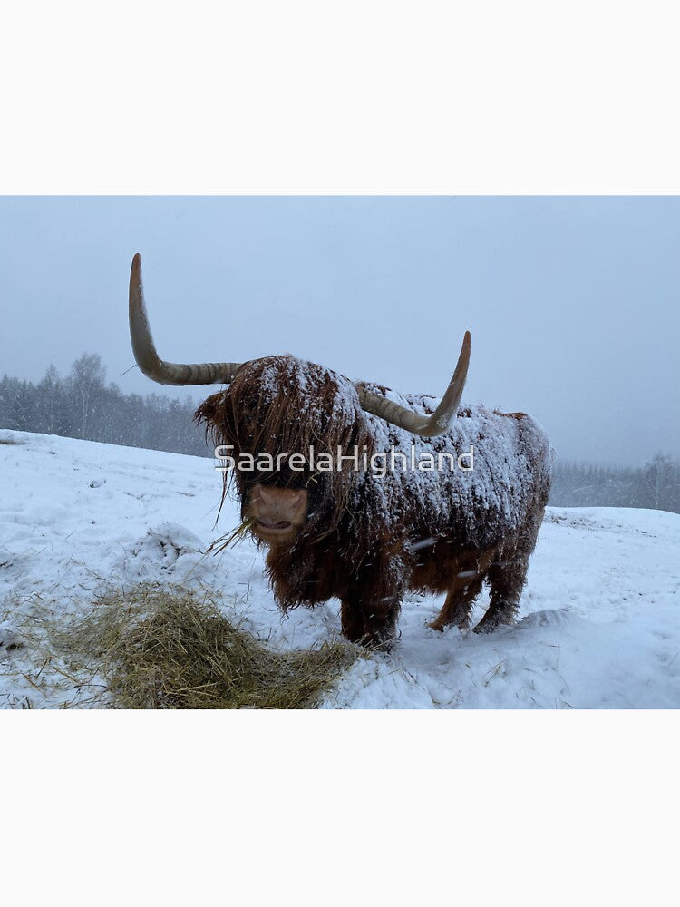 Scottish Highland Cattle Cow 3227 by SaarelaHighland