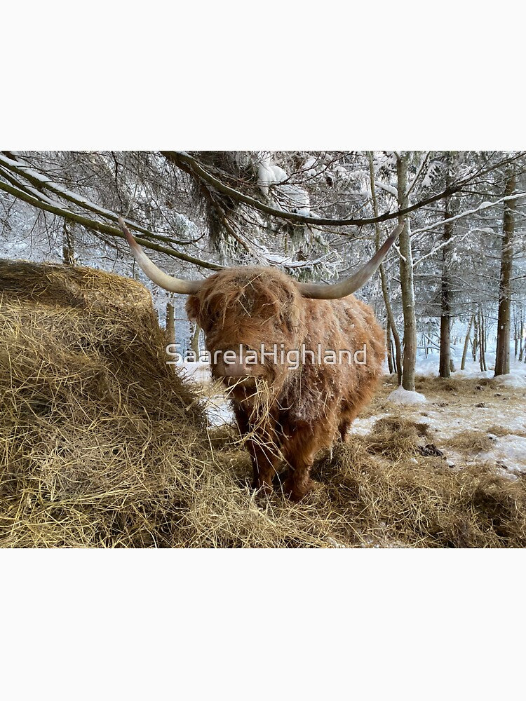 Scottish Highland Cattle Cow 3165 by SaarelaHighland