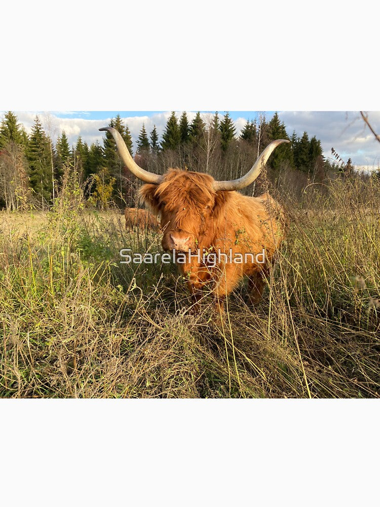Scottish Highland Cattle Cow with huge horns 3025 by SaarelaHighland