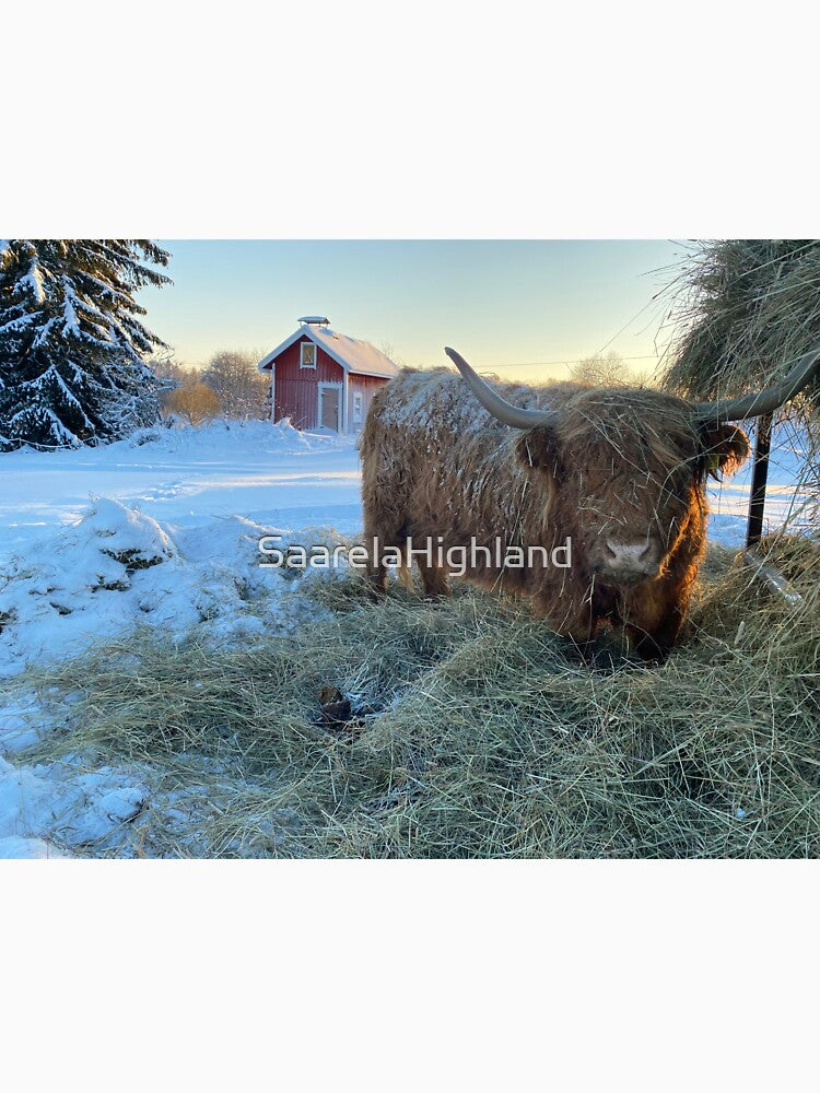 Scottish Highland Cattle Cow 3154 by SaarelaHighland