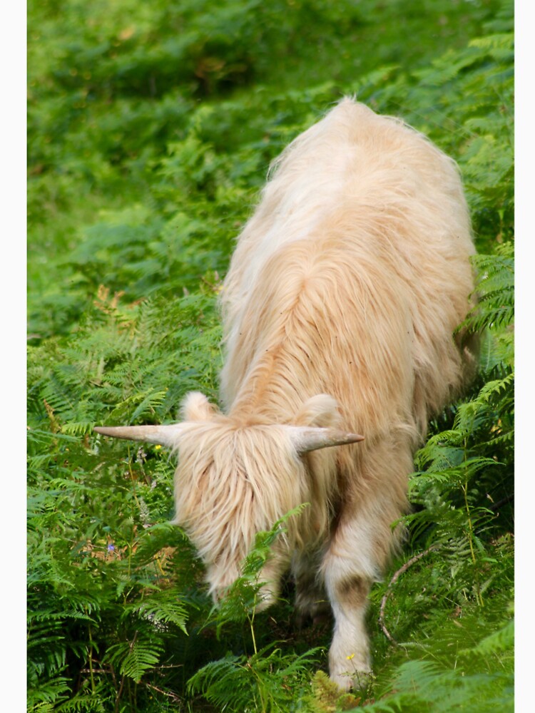 highland cow 2 by mjoffe