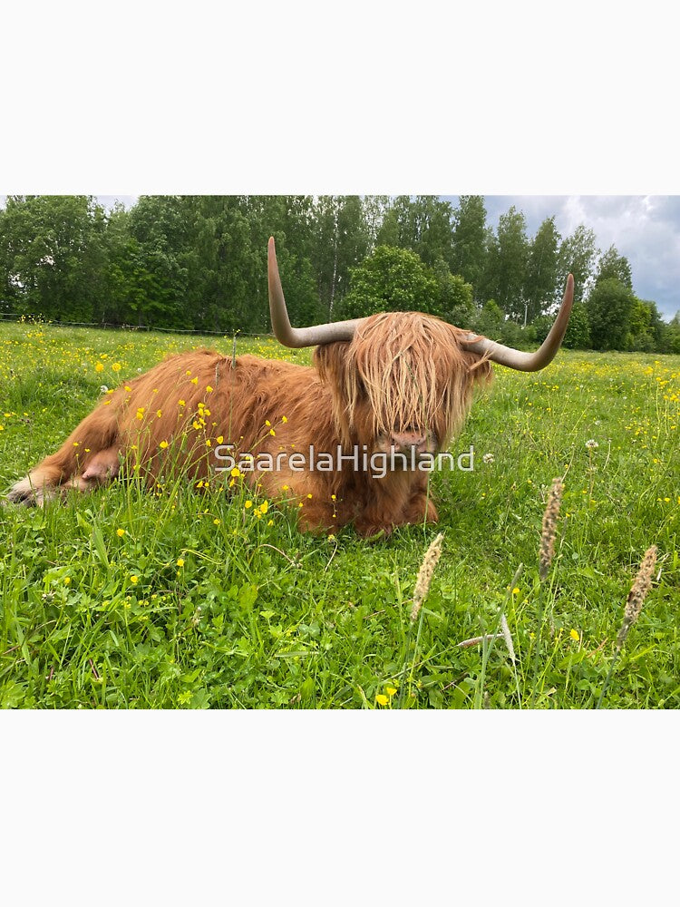 Scottish Highland Cattle Cow 3367 by SaarelaHighland