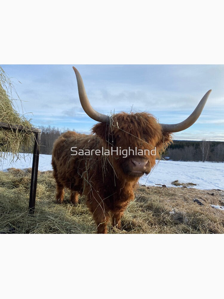 Scottish Highland Cattle Cow 3277 by SaarelaHighland