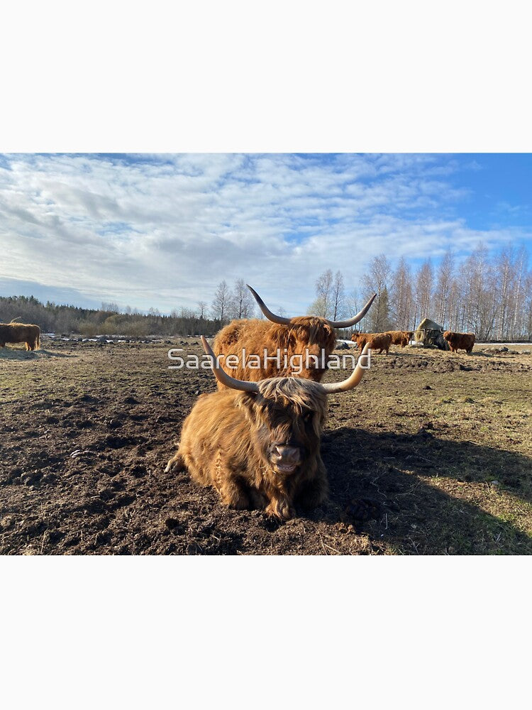 Scottish Highland Cattle Cows 3322 by SaarelaHighland