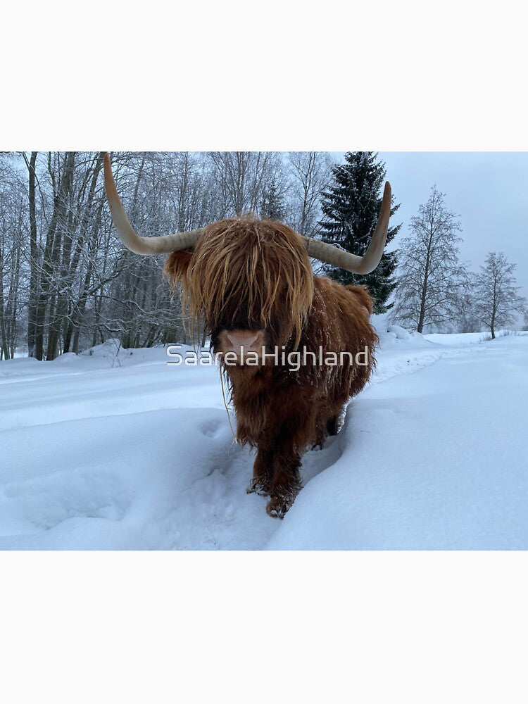Scottish Highland Cattle Cow 3196 by SaarelaHighland