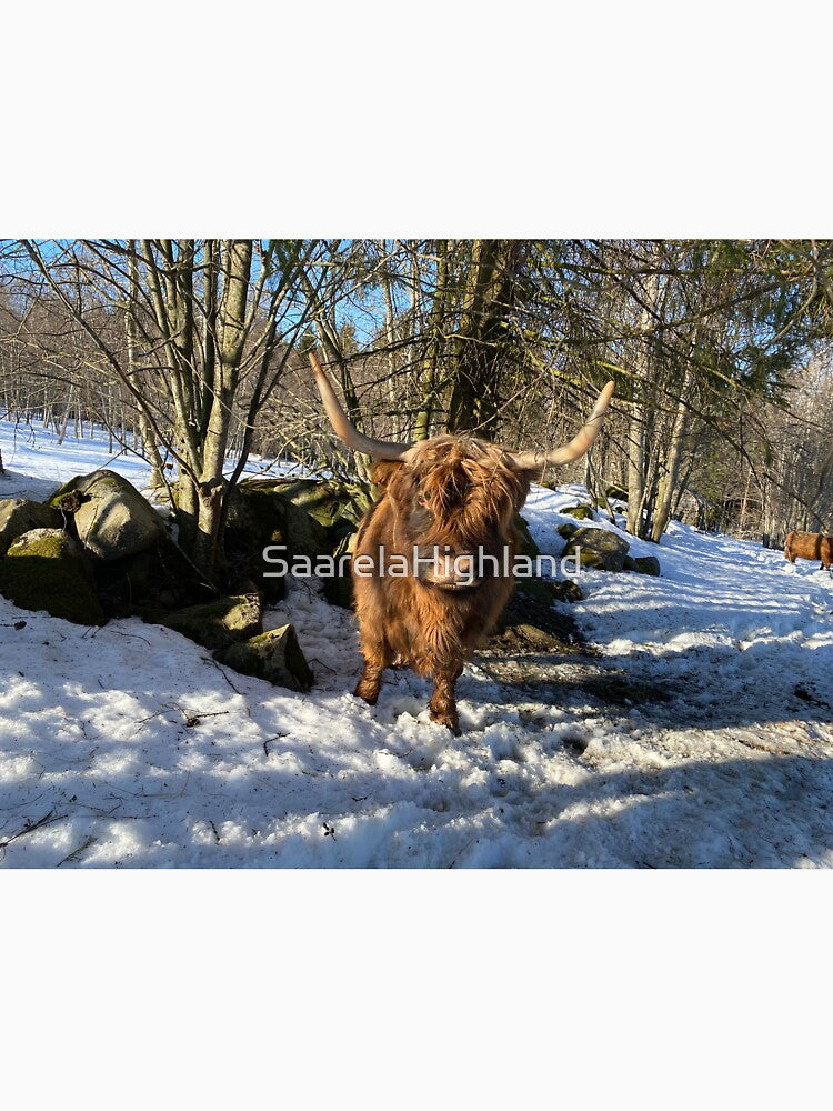 Scottish Highland Cattle Cow 3258 by SaarelaHighland