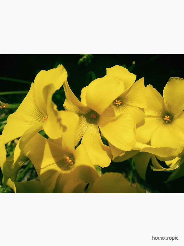 Yellow Spring Flowers by homotropic