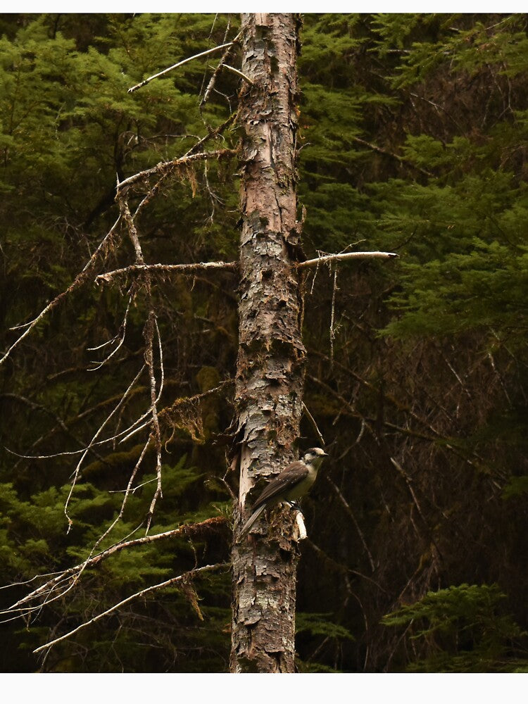 Grey Jay Perched on a Dead Pine by Dorples