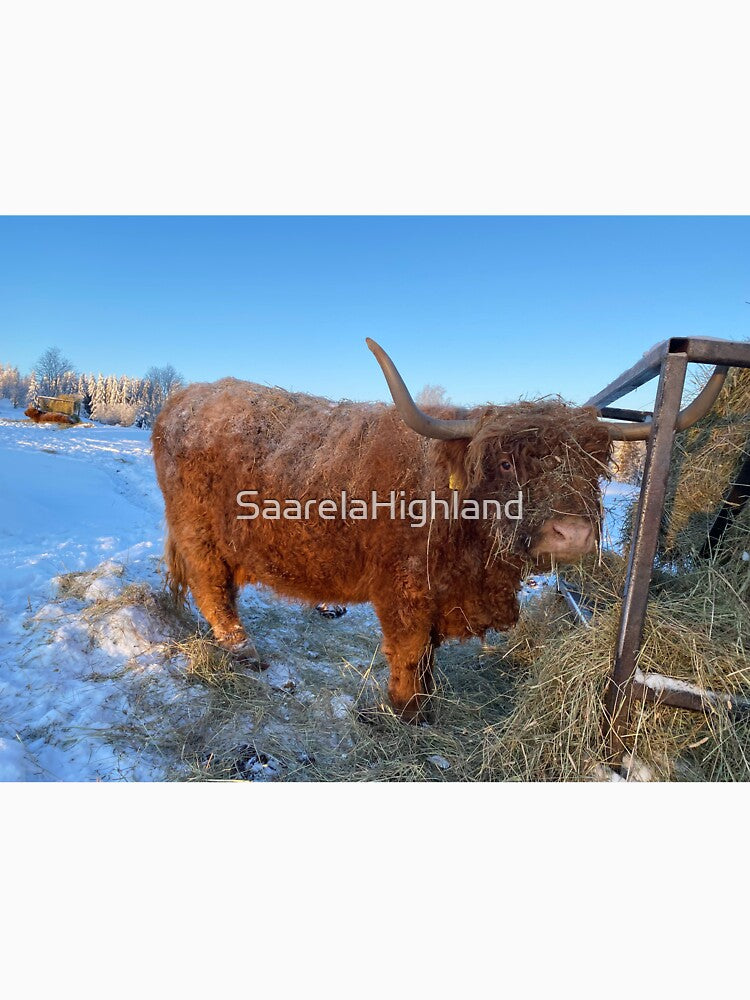 Scottish Highland Cattle Cow 3155 by SaarelaHighland