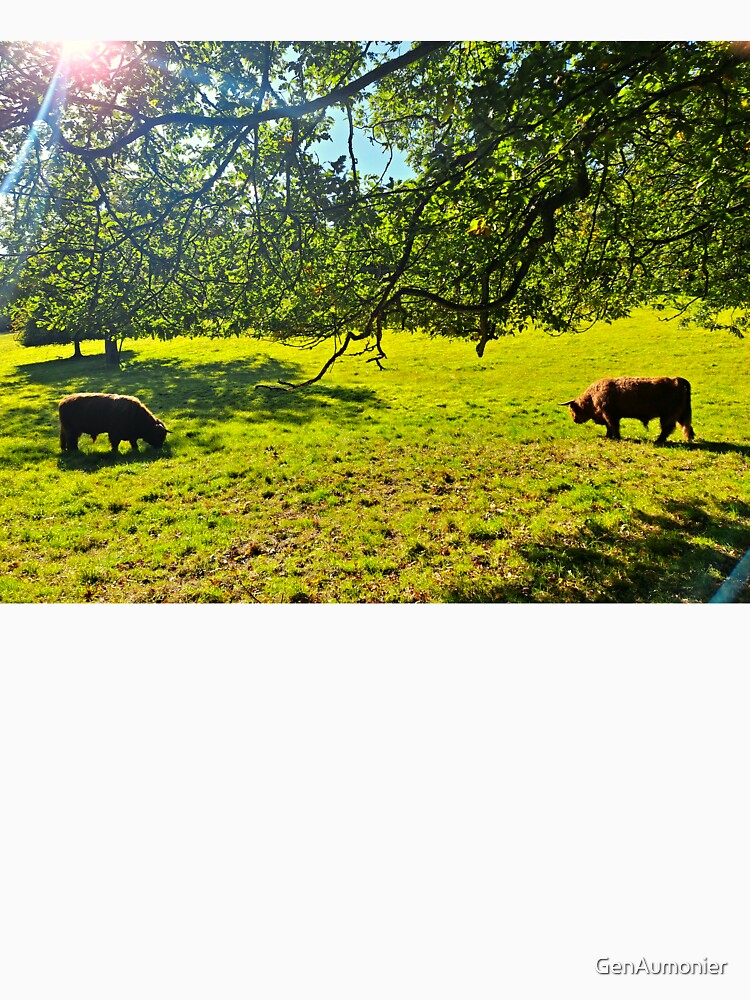 Coos Grazing in the Sun - Photograph by GenAumonier