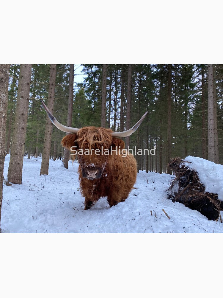 Scottish Highland Cattle Cow 3178 by SaarelaHighland
