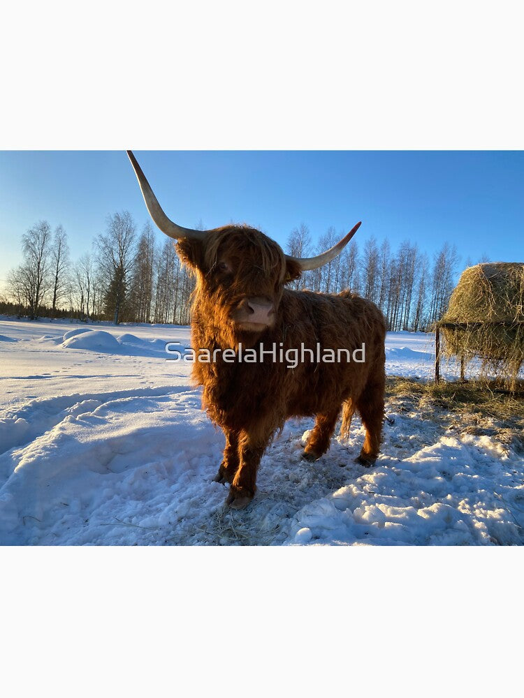Scottish Highland Cattle Cow 3191 by SaarelaHighland