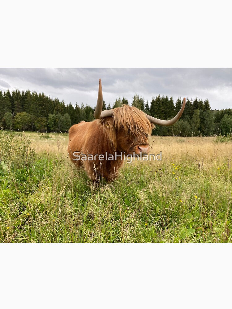 Scottish Highland Cattle Cow 2956 by SaarelaHighland