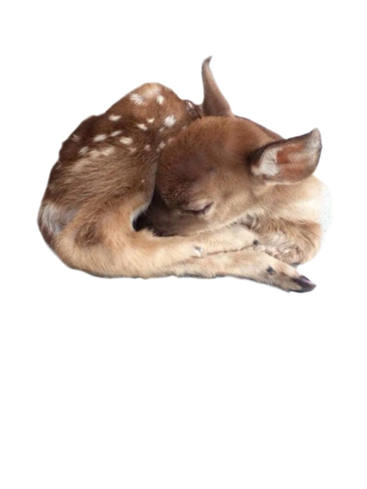 Coquette baby deer by Pixiedrop